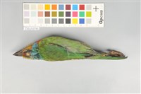 五色鳥藏品圖，第5張